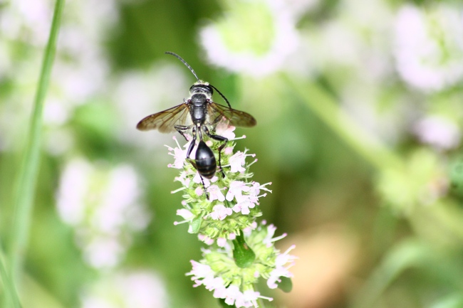 Isodontia mexicana (Sphecidae)